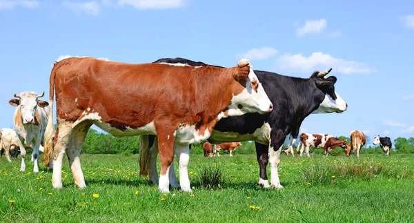 Vaches Sur Pâturage Été Dans Paysage Rural Été — Photo