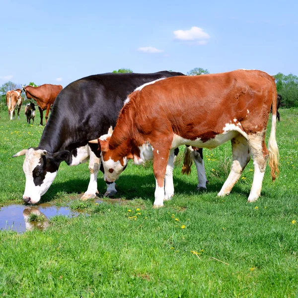 Kor Fäbod Sommar Landsbygdens Landskap — Stockfoto