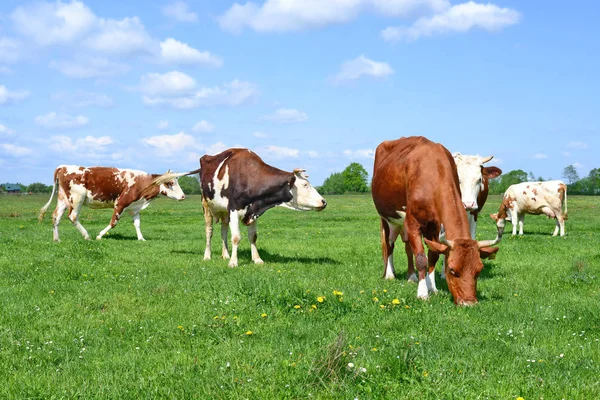 Koeien Weide Van Een Zomer Een Landelijke Landschap Van Zomer — Stockfoto