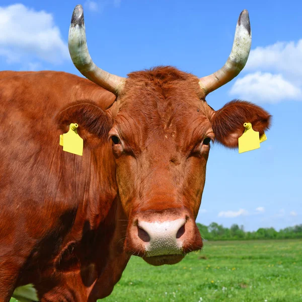 Close Cute Cow Meadow — Stock Photo, Image