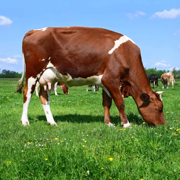 Vacas Pasto Verão Uma Paisagem Rural Verão — Fotografia de Stock