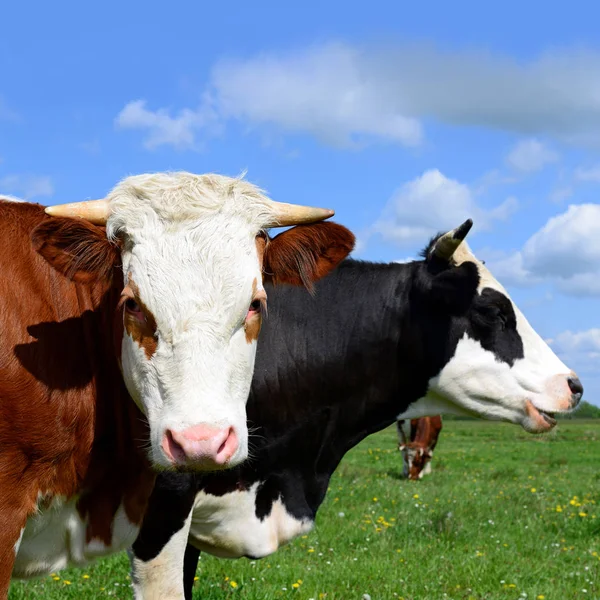 Cows Summer Pasture Summer Rural Landscape — Stock Photo, Image