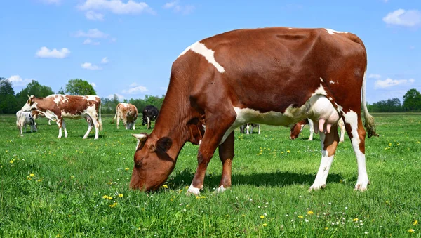 Vacas Pasto Verão Uma Paisagem Rural Verão — Fotografia de Stock