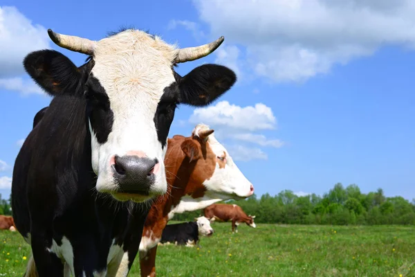 Las Vacas Pasto Verano Paisaje Rural Verano — Foto de Stock