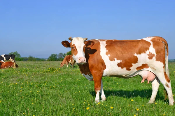 Vacas Pasto Verão Uma Paisagem Rural Verão — Fotografia de Stock