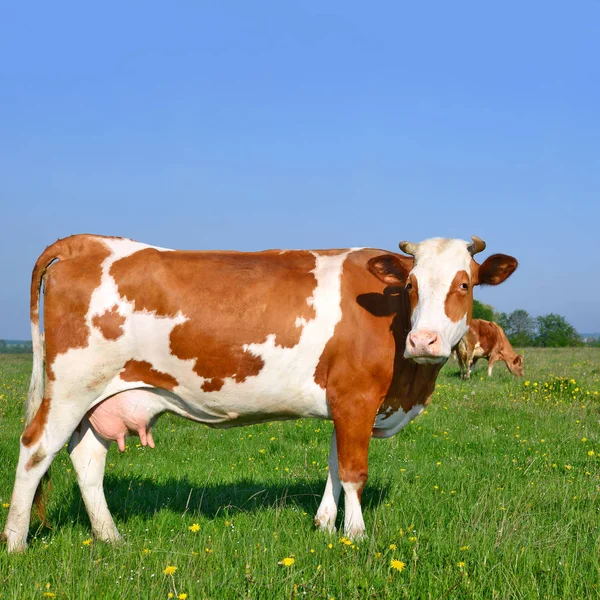 Kühe Auf Einer Sommerweide Einer Ländlichen Sommerlandschaft — Stockfoto