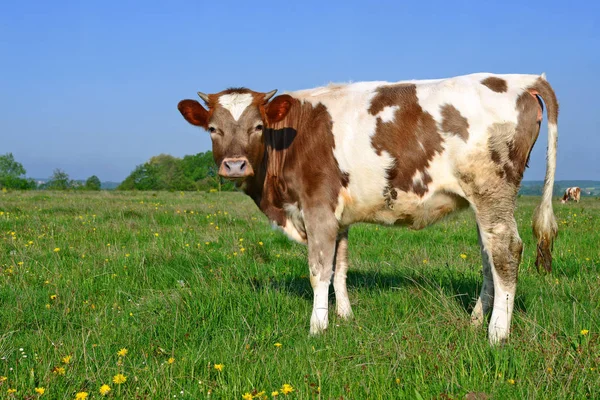 Kuh Weidet Sommer Auf Der Weide — Stockfoto