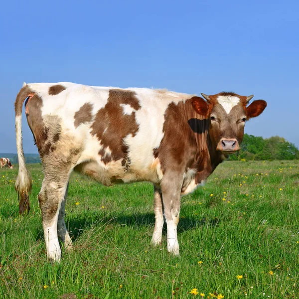 Kuh Weidet Sommer Auf Der Weide — Stockfoto