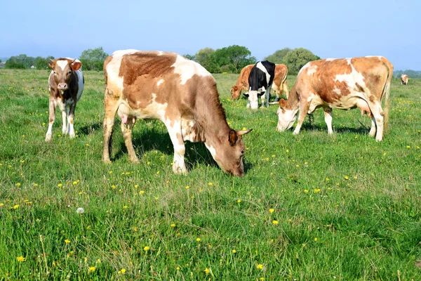 Las Vacas Pasto Verano Paisaje Rural Verano — Foto de Stock