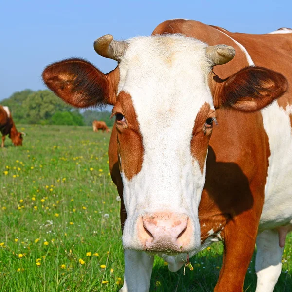 Vacas Pasto Verão Uma Paisagem Rural Verão — Fotografia de Stock