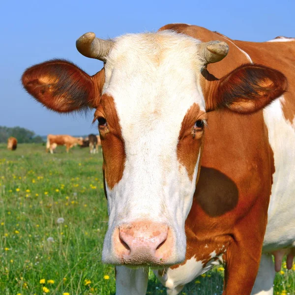 Vacas Pasto Verão Uma Paisagem Rural Verão — Fotografia de Stock