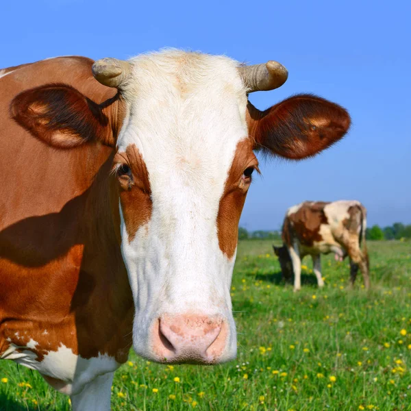 Kühe Auf Einer Sommerweide Einer Ländlichen Sommerlandschaft — Stockfoto