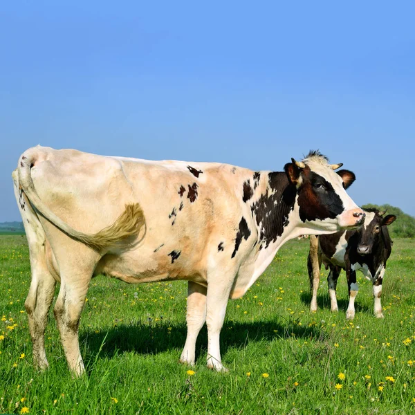 Cows Summer Pasture Summer Rural Landscape — Stock Photo, Image