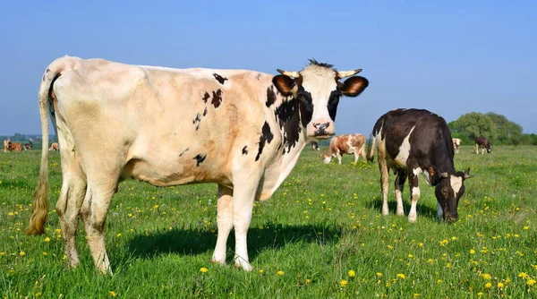 Vacas Pasto Verão Uma Paisagem Rural Verão — Fotografia de Stock