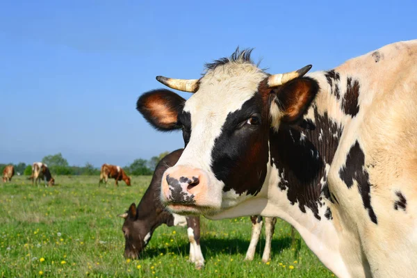 Cows Summer Pasture Summer Rural Landscape — Stock Photo, Image