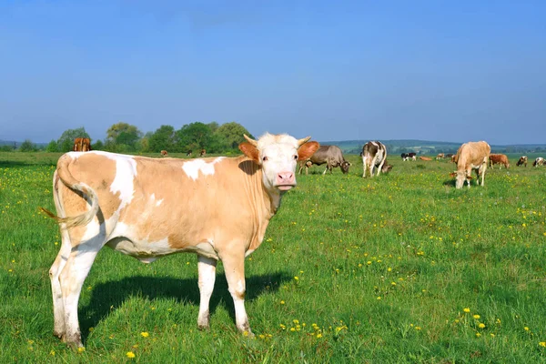 Cow Grazing Pasture Summer — Stock Photo, Image