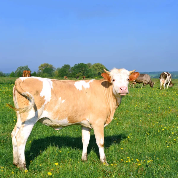 Cow Grazing Pasture Summer — Stock Photo, Image