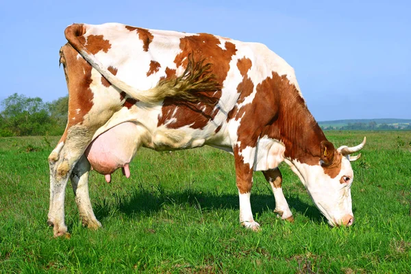 夏の牧草地で放牧する牛 — ストック写真