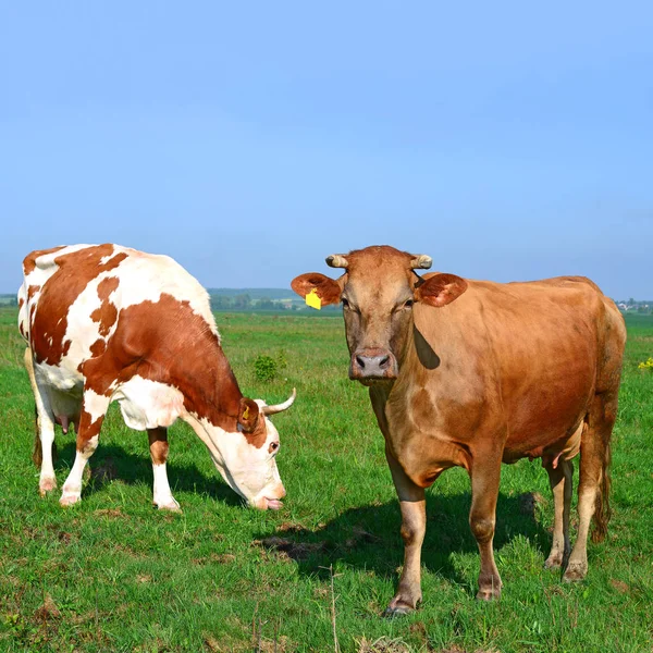 Cows Grazing Summer Pasture — Stock Photo, Image