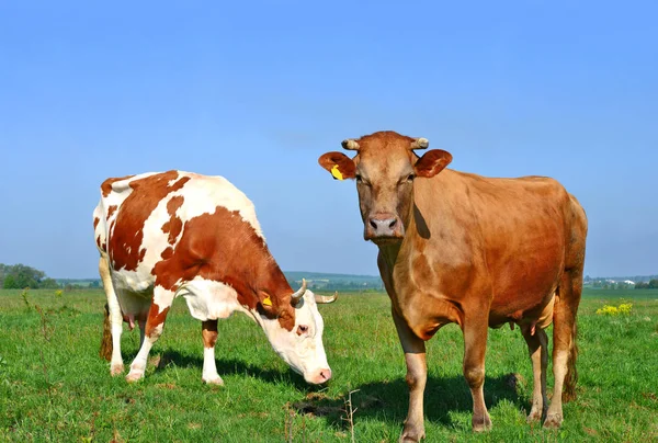 Cows Grazing Summer Pasture — Stock Photo, Image