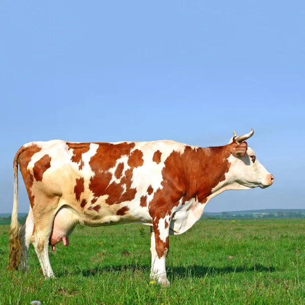 夏天放牛在牧场上放牧 — 图库照片