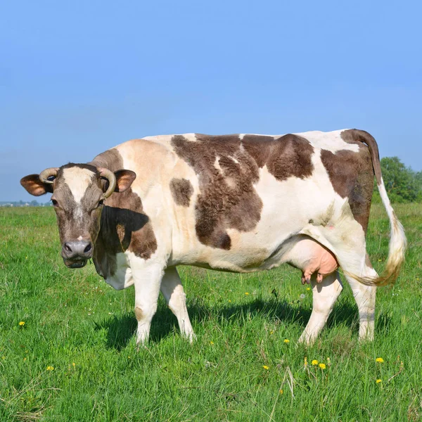 Pastoreio Vaca Pasto Verão — Fotografia de Stock