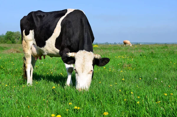 Vaca Pastando Los Pastos Verano — Foto de Stock