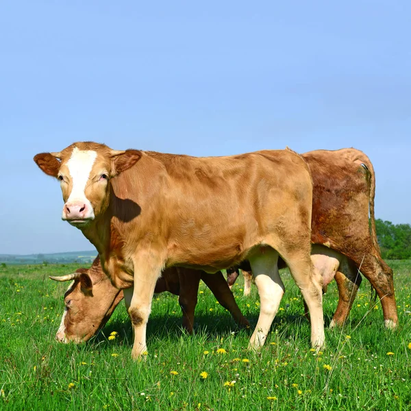 Cows Grazing Summer Pasture — Stock Photo, Image