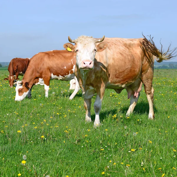 Vaches Broutant Sur Les Pâturages Été — Photo