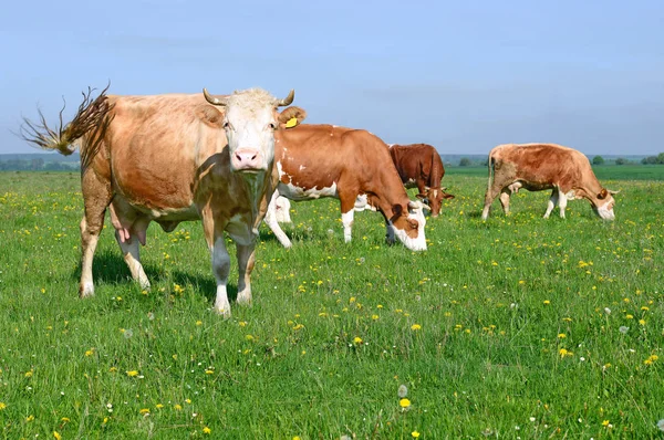 Vacas Pastando Pasto Verão — Fotografia de Stock