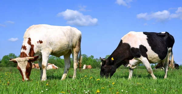 Vacas Uma Paisagem Rural Verão Imagem De Stock