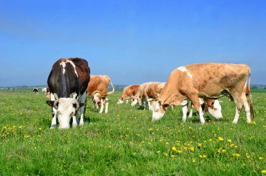 Yaz mera üzerinde otlatma inekler