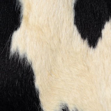 Siyah ve beyaz tenli doğal ineğe yakın çekim