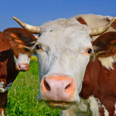 Çayırdaki güzel kahverengi ve beyaz ineğe yaklaş.