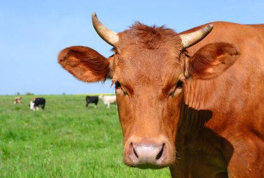 Yaz aylarında merada otlatma