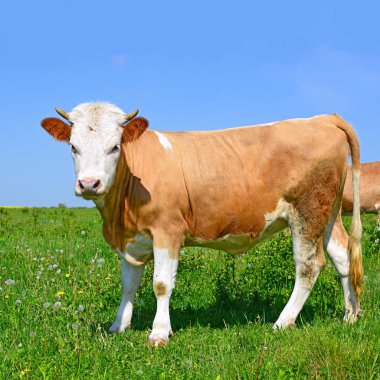 Yaz aylarında merada otlatma