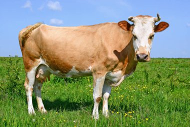 Yaz aylarında merada otlatma