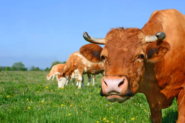 牛在夏季牧场上吃草 — 图库照片