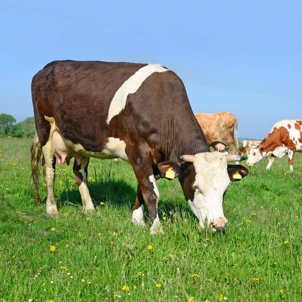 Kühe Grasen Auf Der Sommerweide — Stockfoto