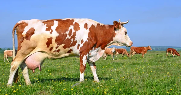 Primo Piano Bella Mucca Marrone Bianco Sul Prato — Foto Stock