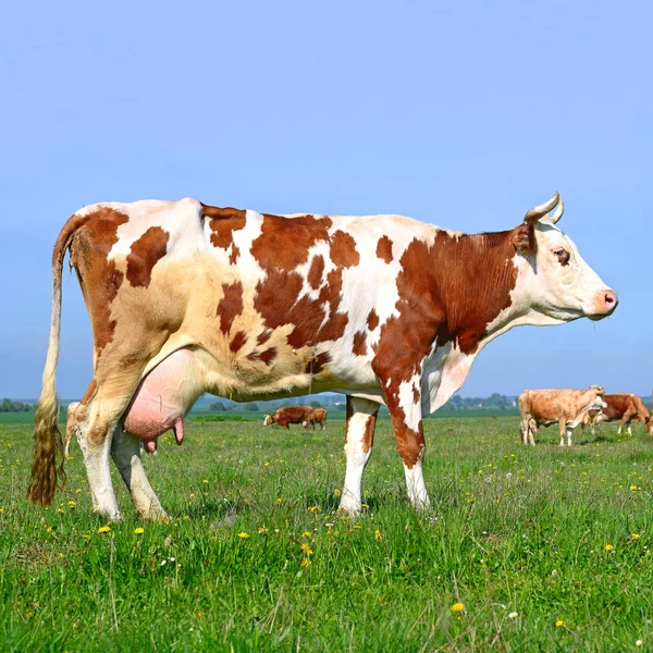 Close Beautiful Brown White Cow Meadow — Stock Photo, Image