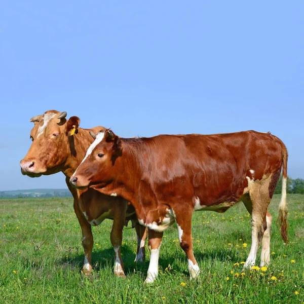 Zomer Weide Grazende Koeien — Stockfoto