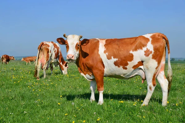 Close Van Mooie Bruine Witte Koe Weide — Stockfoto