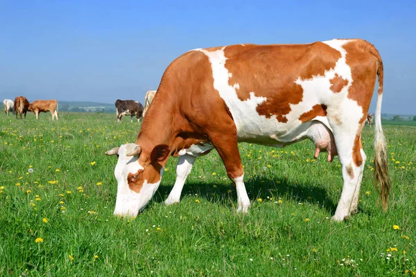 Close Van Mooie Bruine Witte Koe Weide — Stockfoto