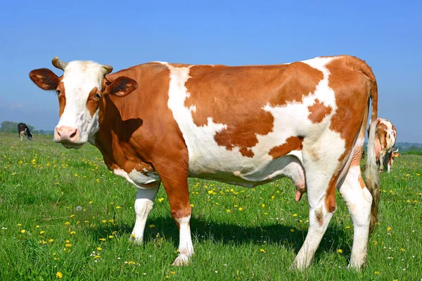 Primo Piano Bella Mucca Marrone Bianco Sul Prato — Foto Stock