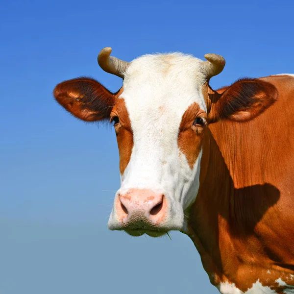 Primo Piano Bella Mucca Marrone Bianco Sul Prato — Foto Stock