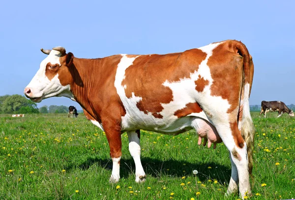 Nahaufnahme Einer Schönen Braunen Und Weißen Kuh Auf Der Weide — Stockfoto