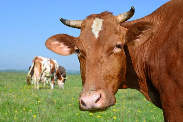 Perto Bela Vaca Marrom Branca Prado — Fotografia de Stock