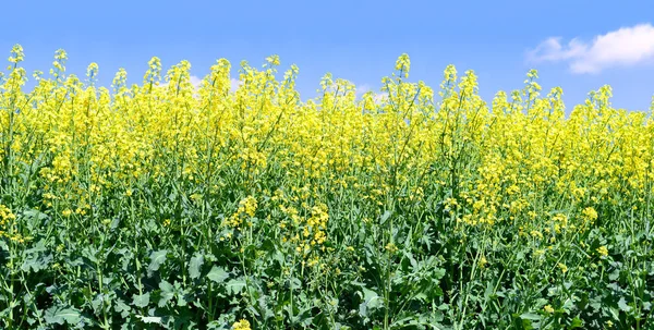 Rape Yellow Flowers Background — 图库照片