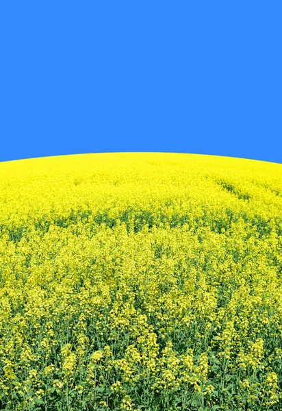 Rape Yellow Flowers Background — ストック写真